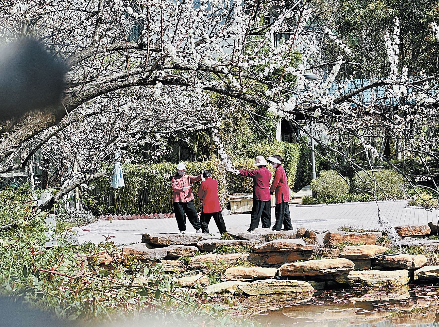 新天地公园：杏花绽放，市民乐赏
