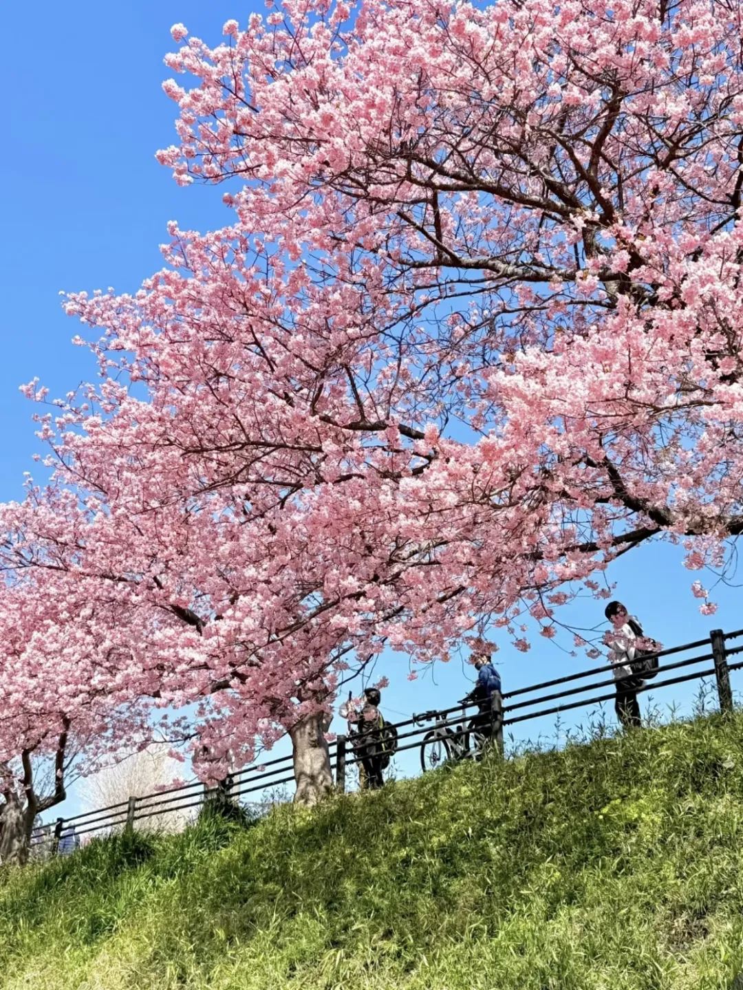 “识花秘籍”来了！桃花、杏花、梨花、李花……原来区别在这_新闻频道