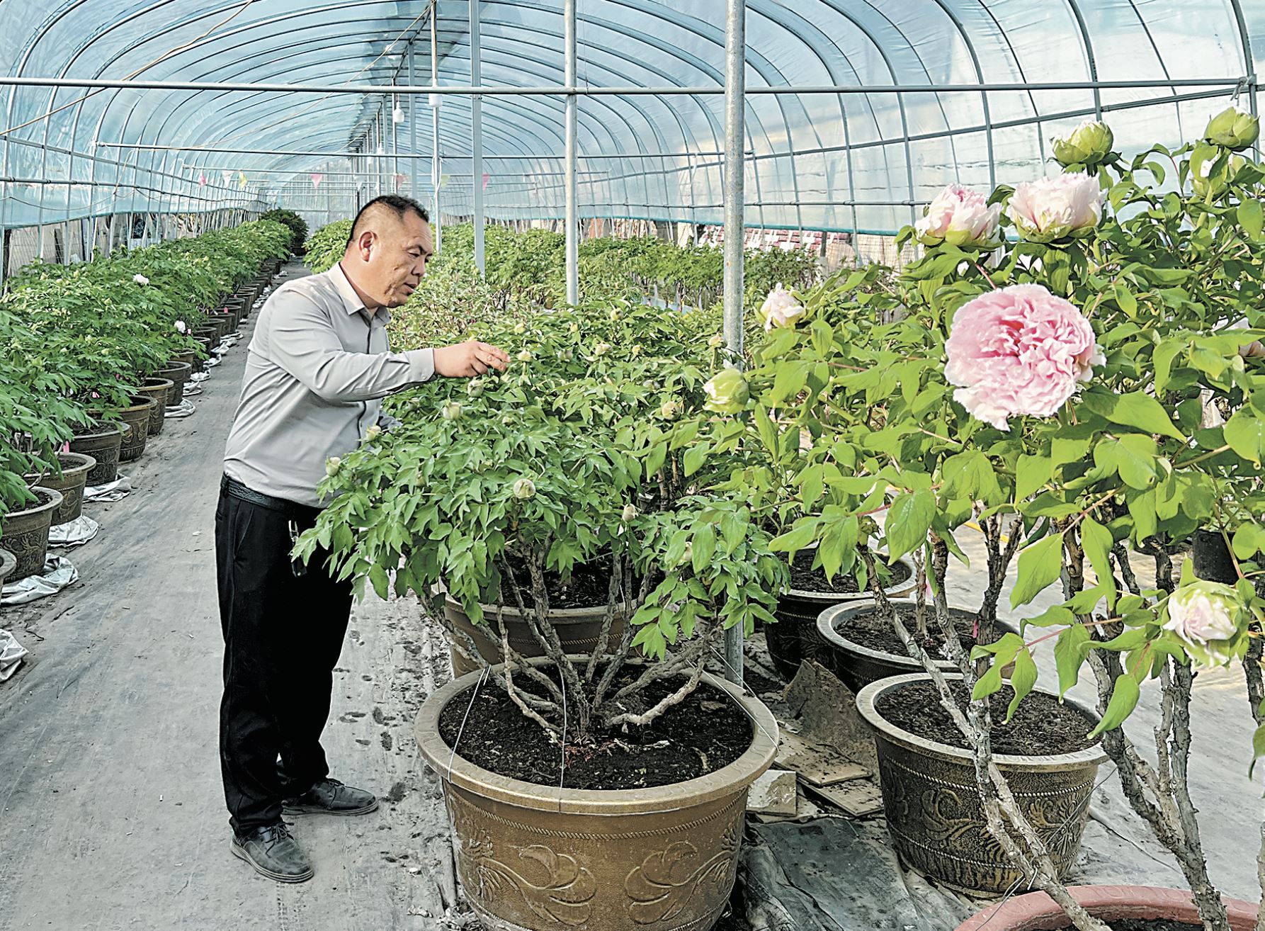 全国“花王”下周在菏同台竞艳