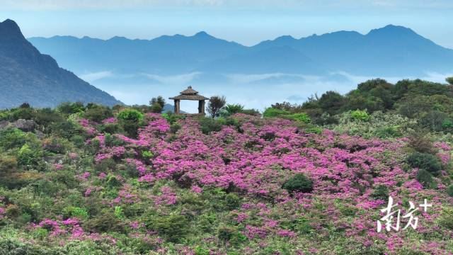文化中国行·清明 | 人间芳菲寄相思，四野澄明万户春_新闻频道
