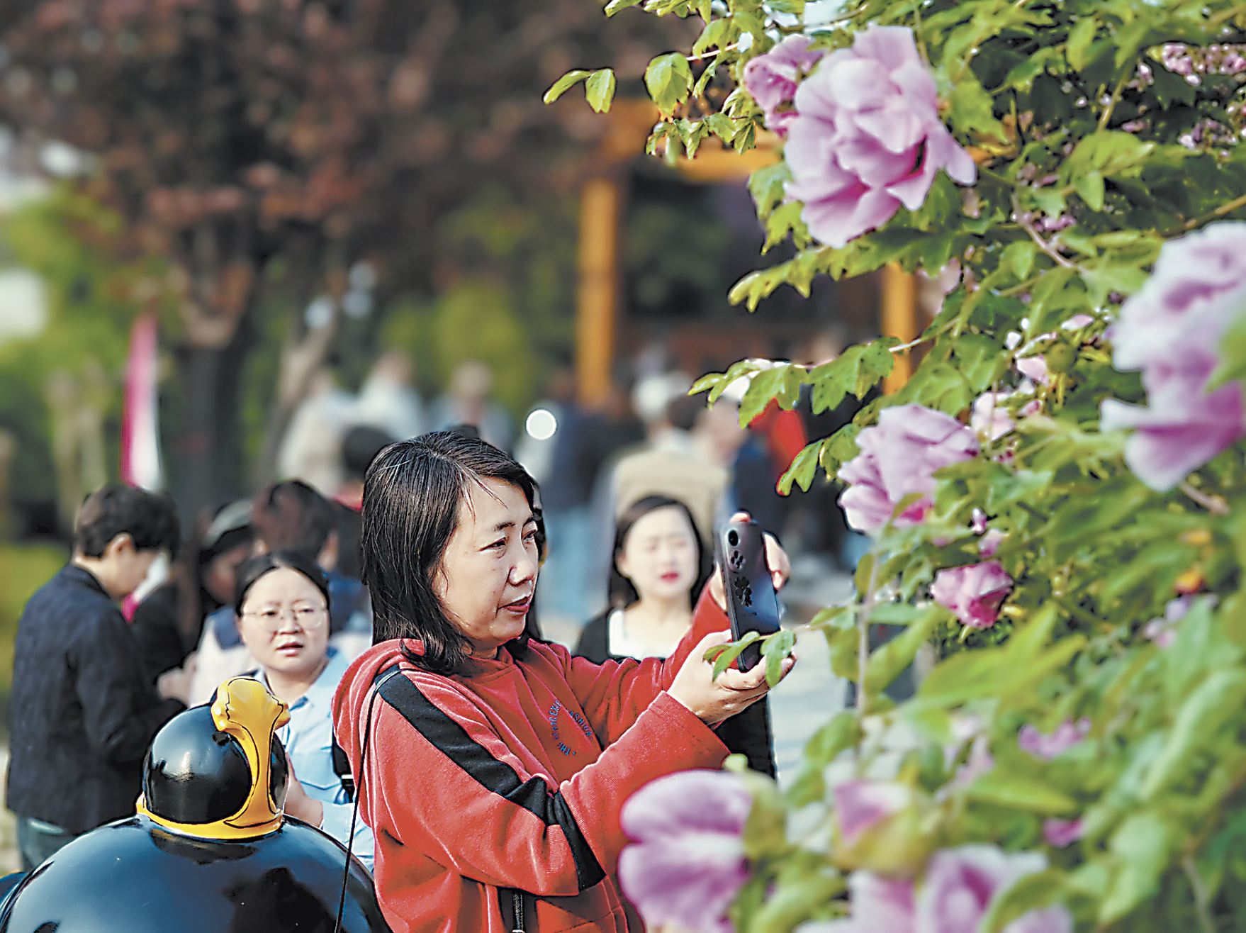 早花牡丹竞芳菲