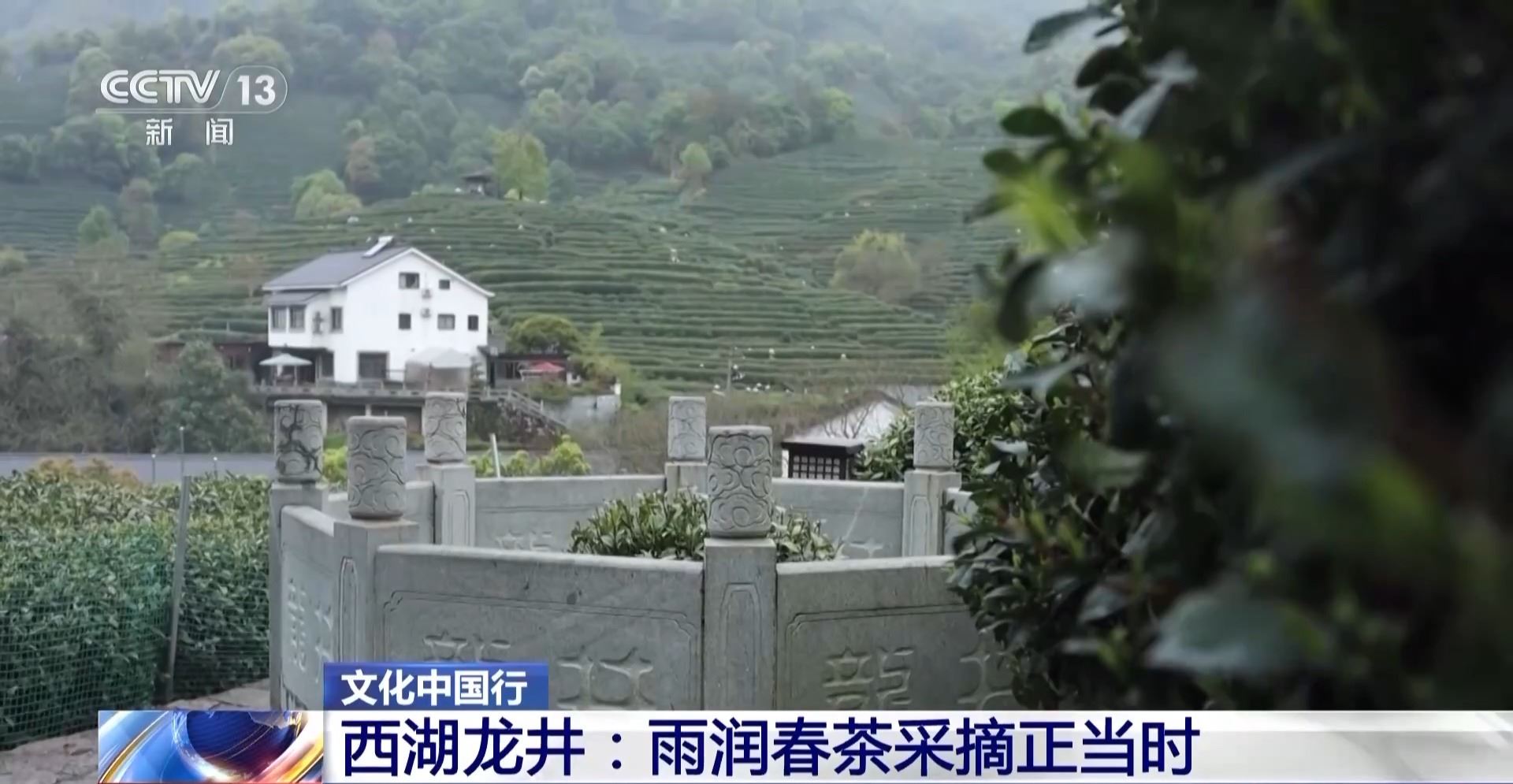 文化中国行丨西湖龙井核心产区迎来采摘高峰期 来品尝春天的一口“鲜”_新闻频道
