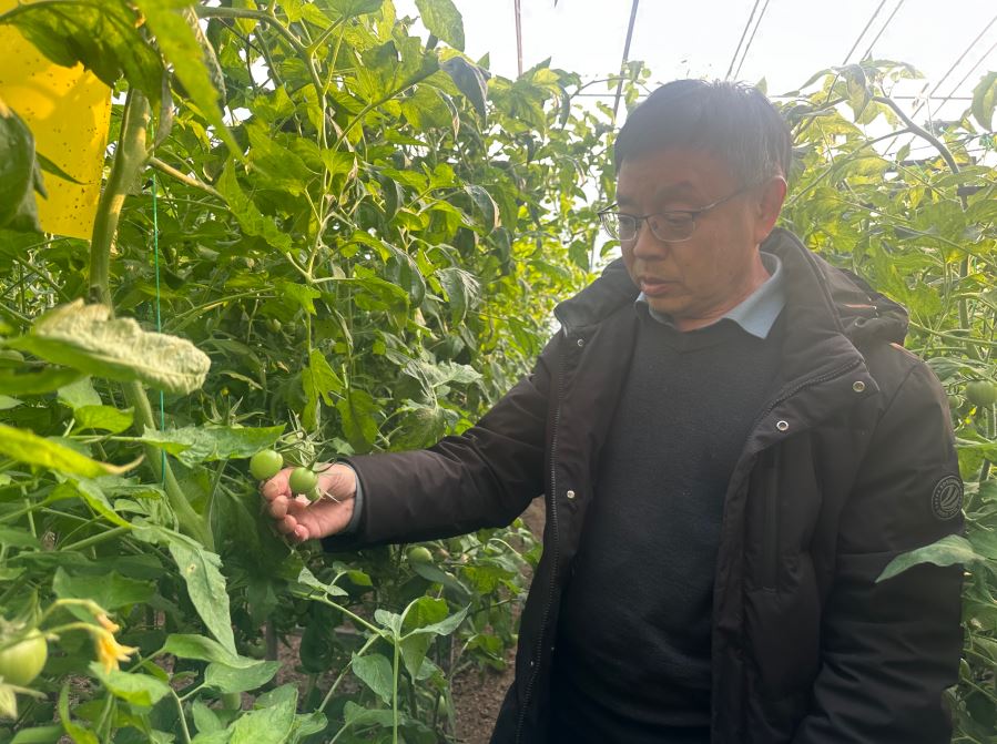科学育种助力番茄产业升级