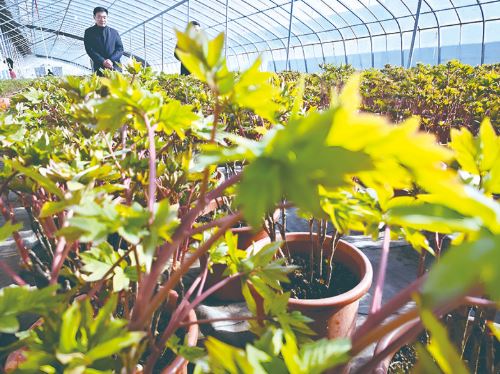 菏泽牡丹栽培候选重要农业文化遗产