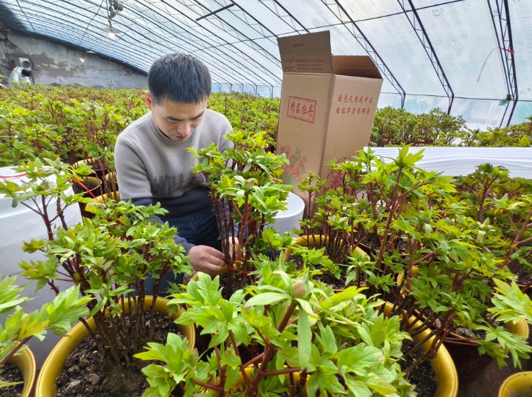 催花牡丹穿“暖衣”赴北方之约