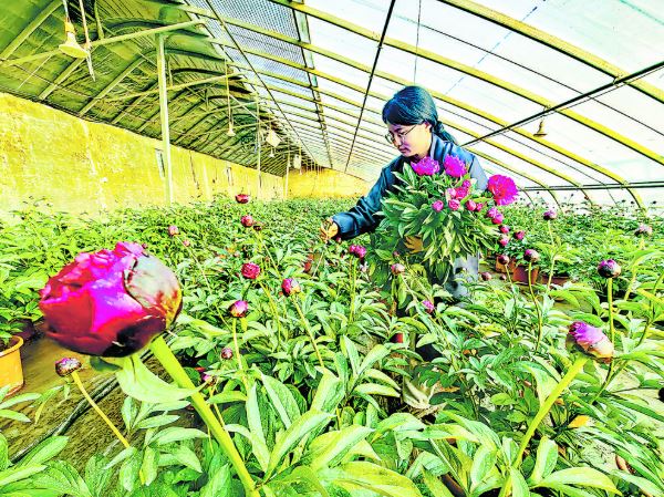 催花芍药俏市场