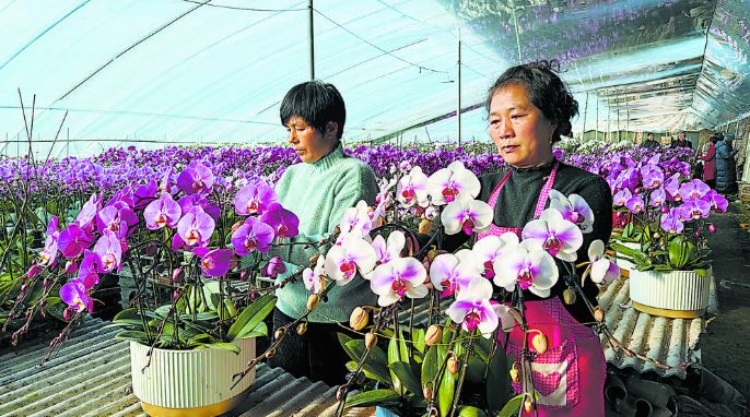 蝴蝶兰绽放“美丽经济”