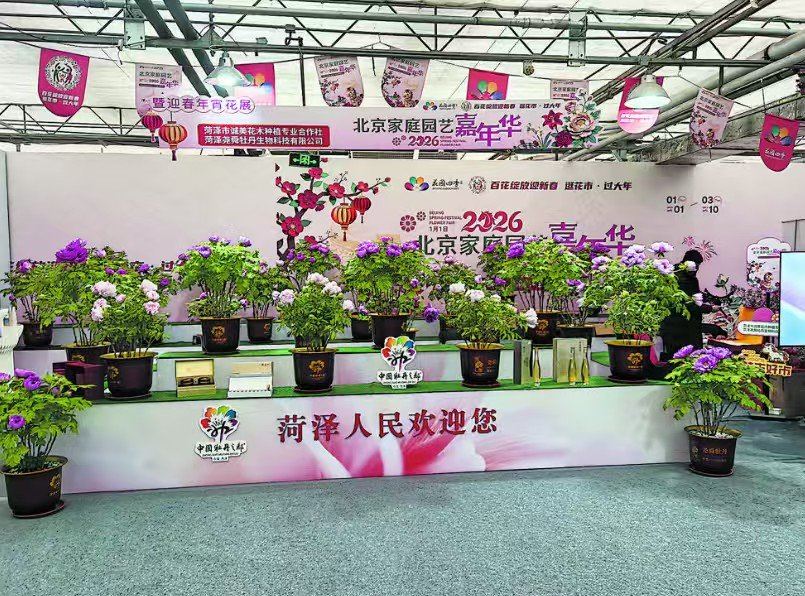 再次进京送春色!菏泽牡丹真国色 隆冬花开动京城