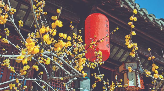 迎春