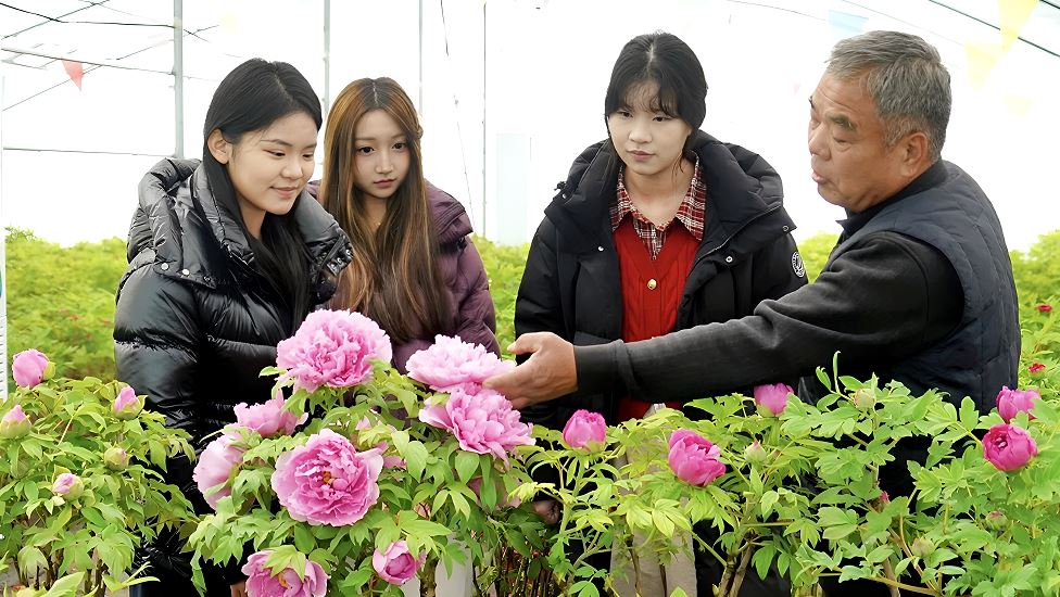 菏泽催花牡丹迎来青春调研团