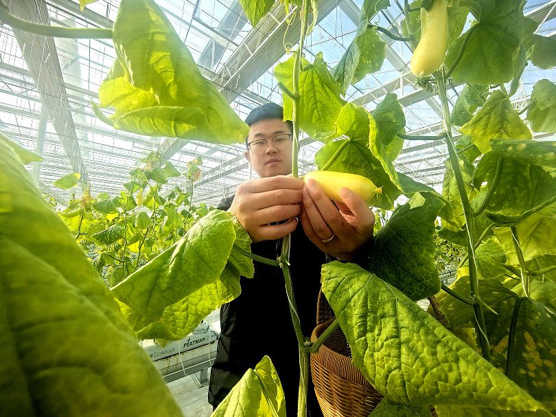 智能温室育硕果