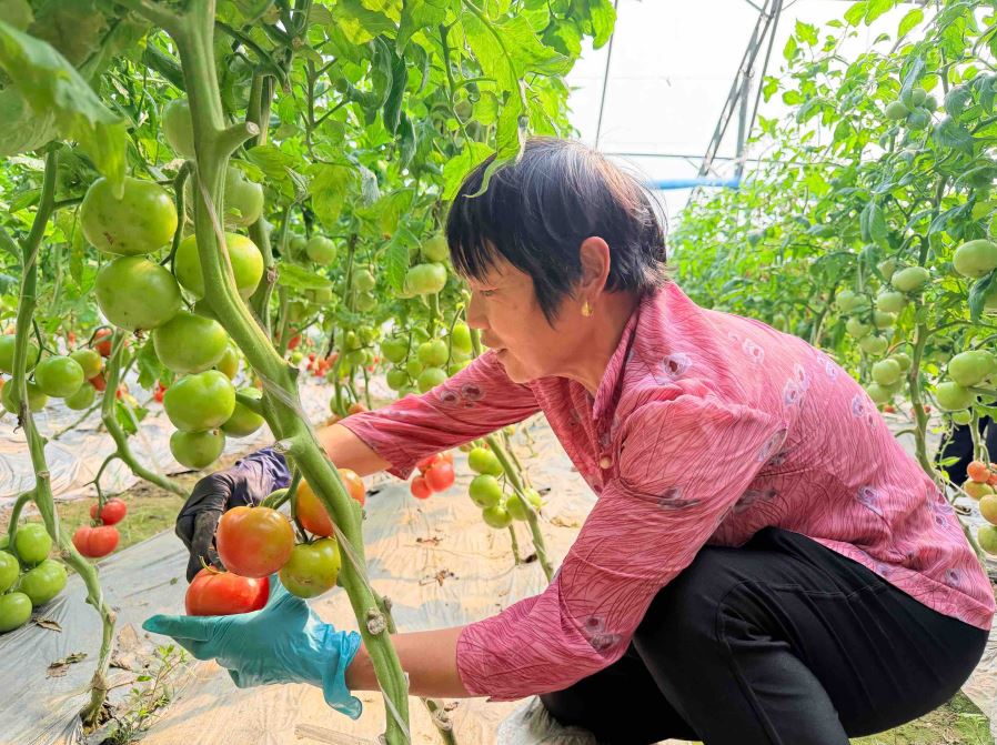 老口味西红柿激活乡村休闲经济