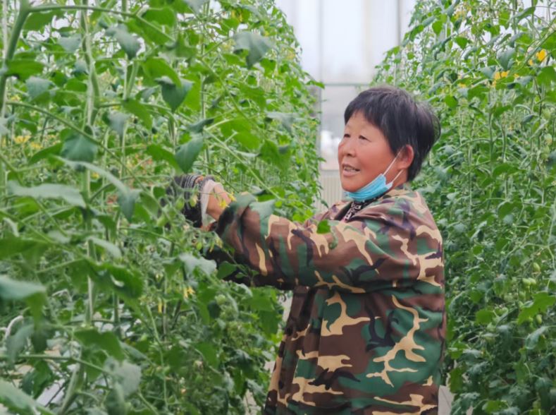 大棚番茄管护忙