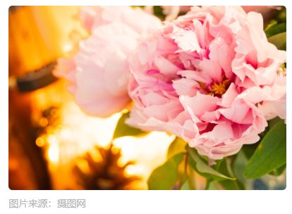 时评 | 吃透“牡丹”的菏泽
