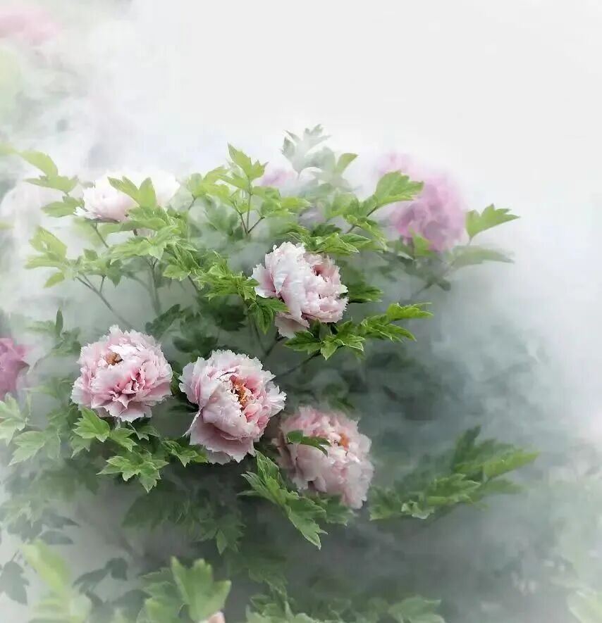 菏泽，何以全城皆牡丹？