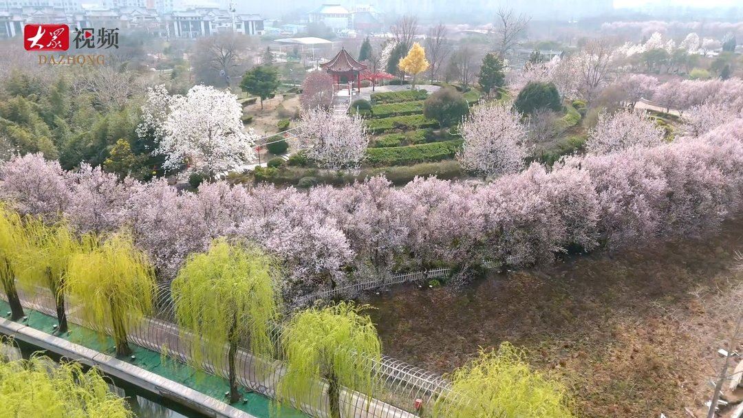 春风有约 花事将启！曹州牡丹园全维升级，花海盛宴藏满惊喜
