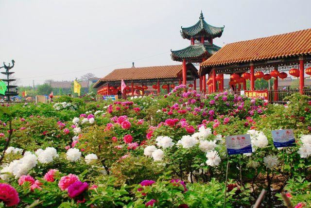 白天赏花,晚上“追光”!曹州百花园解锁牡丹节会沉浸式新体验