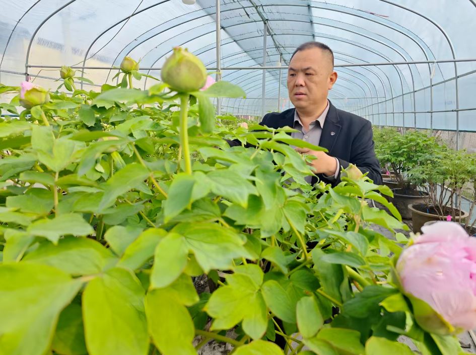 全国“牡丹王”下周在菏同台竞艳