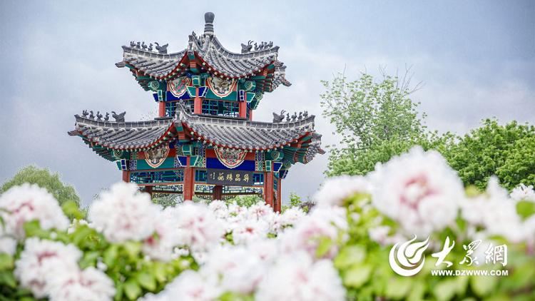 春日菏泽，又将成为顶流！