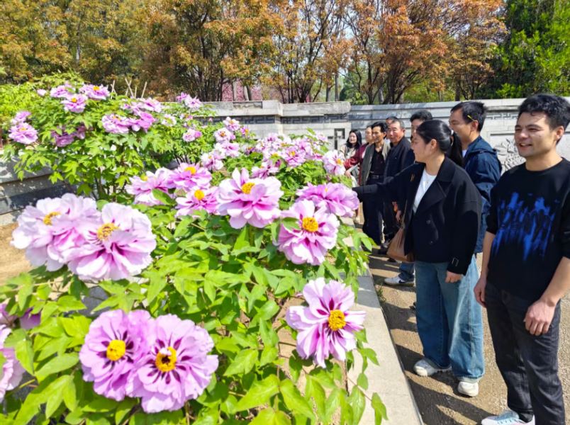 曹州牡丹园初现“花海人潮”