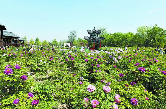 “国色天香”十二时辰