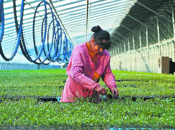科技育苗 助农增收