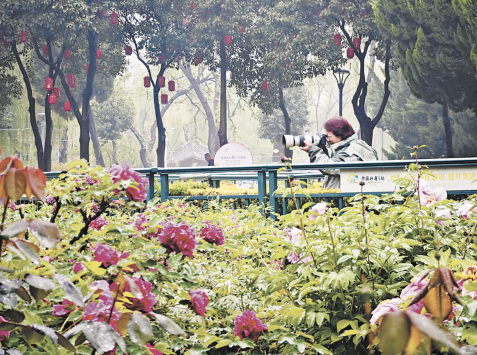 雨后牡丹绽芳华