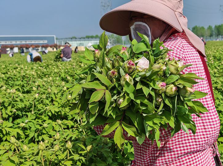 牡丹鲜切花采收忙