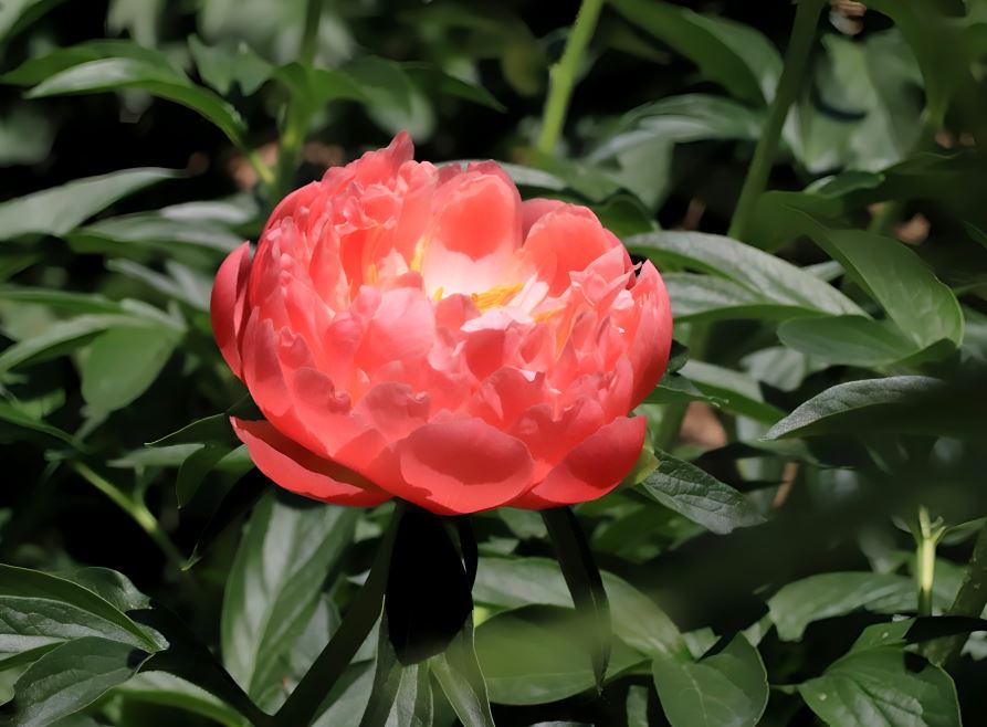 芍药开了!“花王”“花相”交相辉映