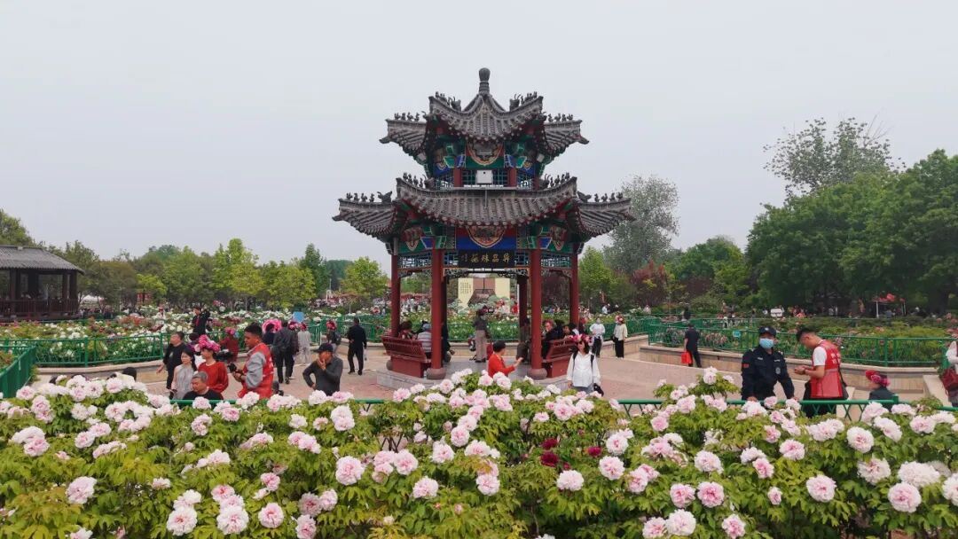 一朵花，激活一座城 | 新京报评论