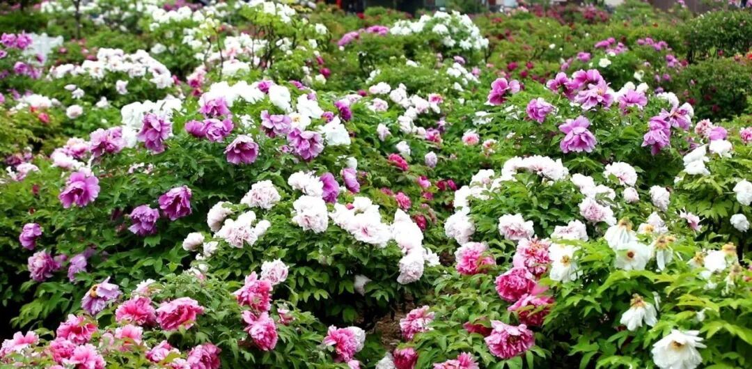 今年牡丹节，菏泽的“松弛感”