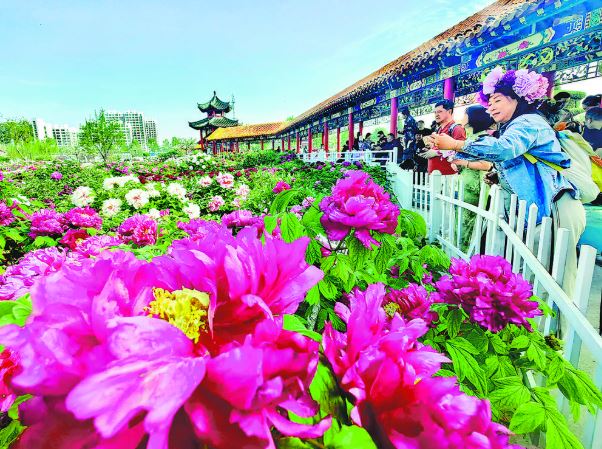 牡丹花开醉游客