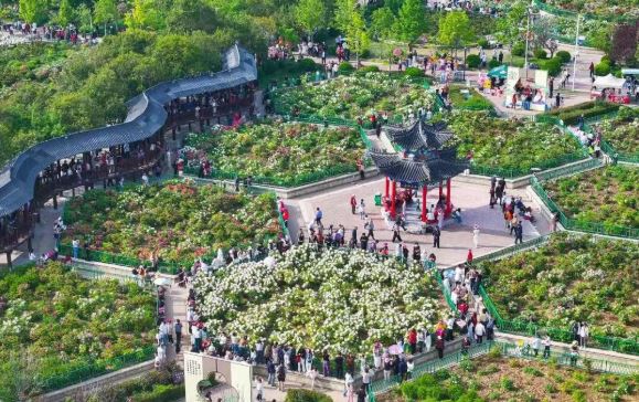 四月菏泽花正艳 万千游客闻香来——中外游客共赴花事 乐享春日美好时光