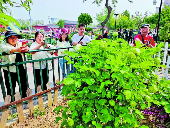 曹州百花园绿牡丹“翡翠球”精彩绽放