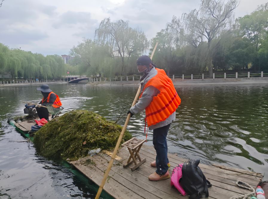 集中清理水草，守护一湾碧水