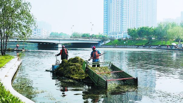 赵王河风景区启动第二轮水草集中打捞