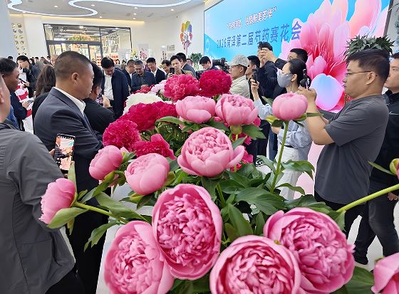 “芍约”菏泽,共度醉美芳华