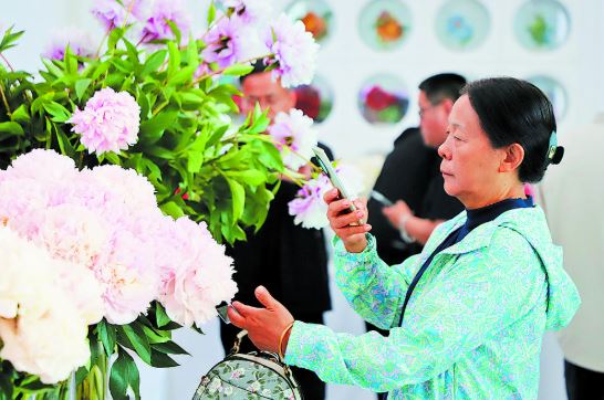 芍药绽芳华 花开富万家