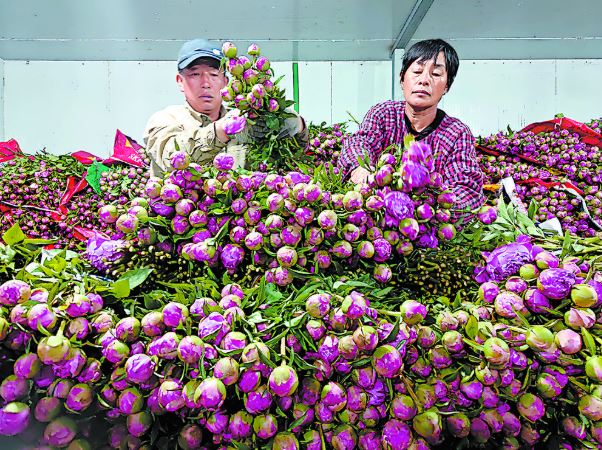 芍药鲜切花成菏泽“金名片”