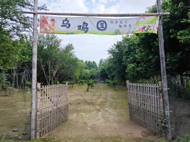 “80后”大学生与他的“乌鸡王国”