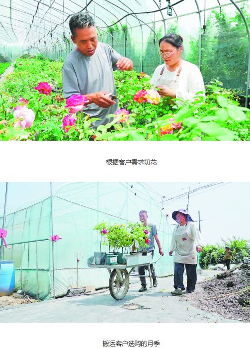 乡间绽放“月季庄园”