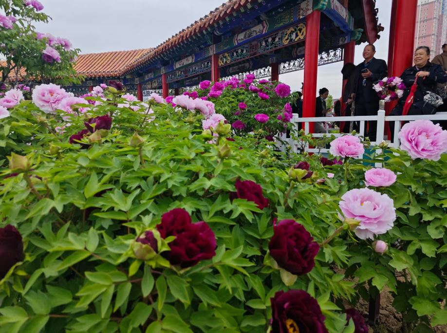 曹州风骨 天香溯源